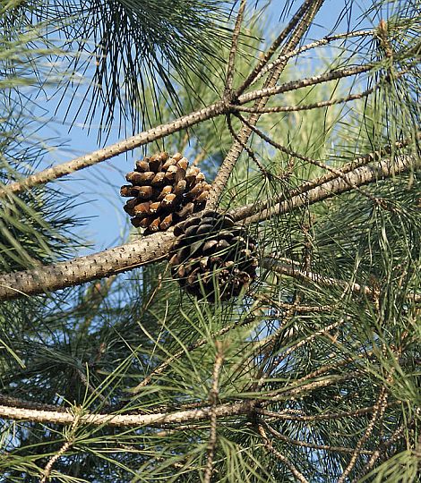 Pinus pinea